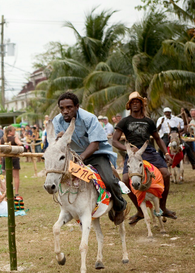 donkey races in negril jamaica