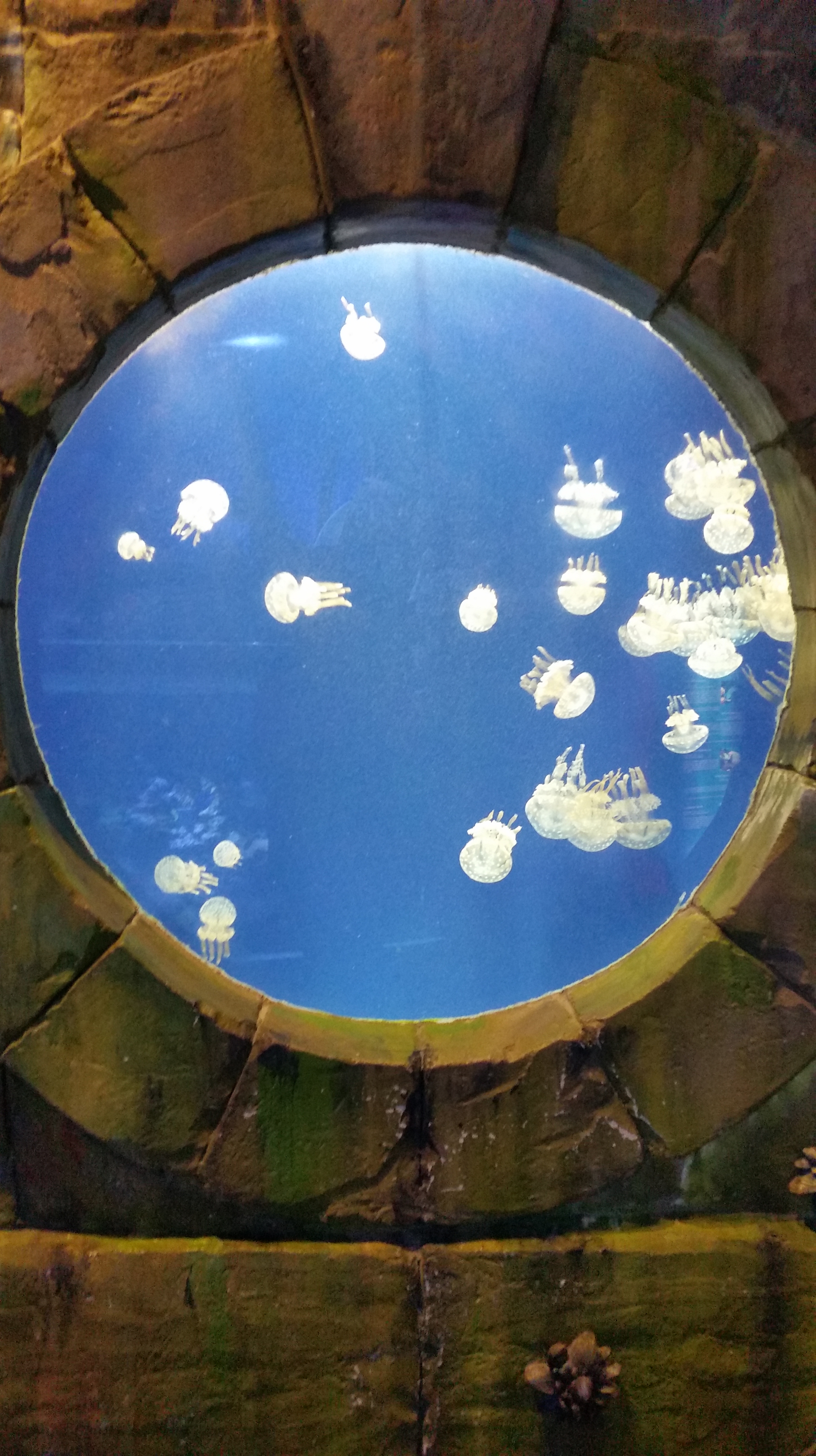 jelly fish dubai aquarium & Underwater Zoo 