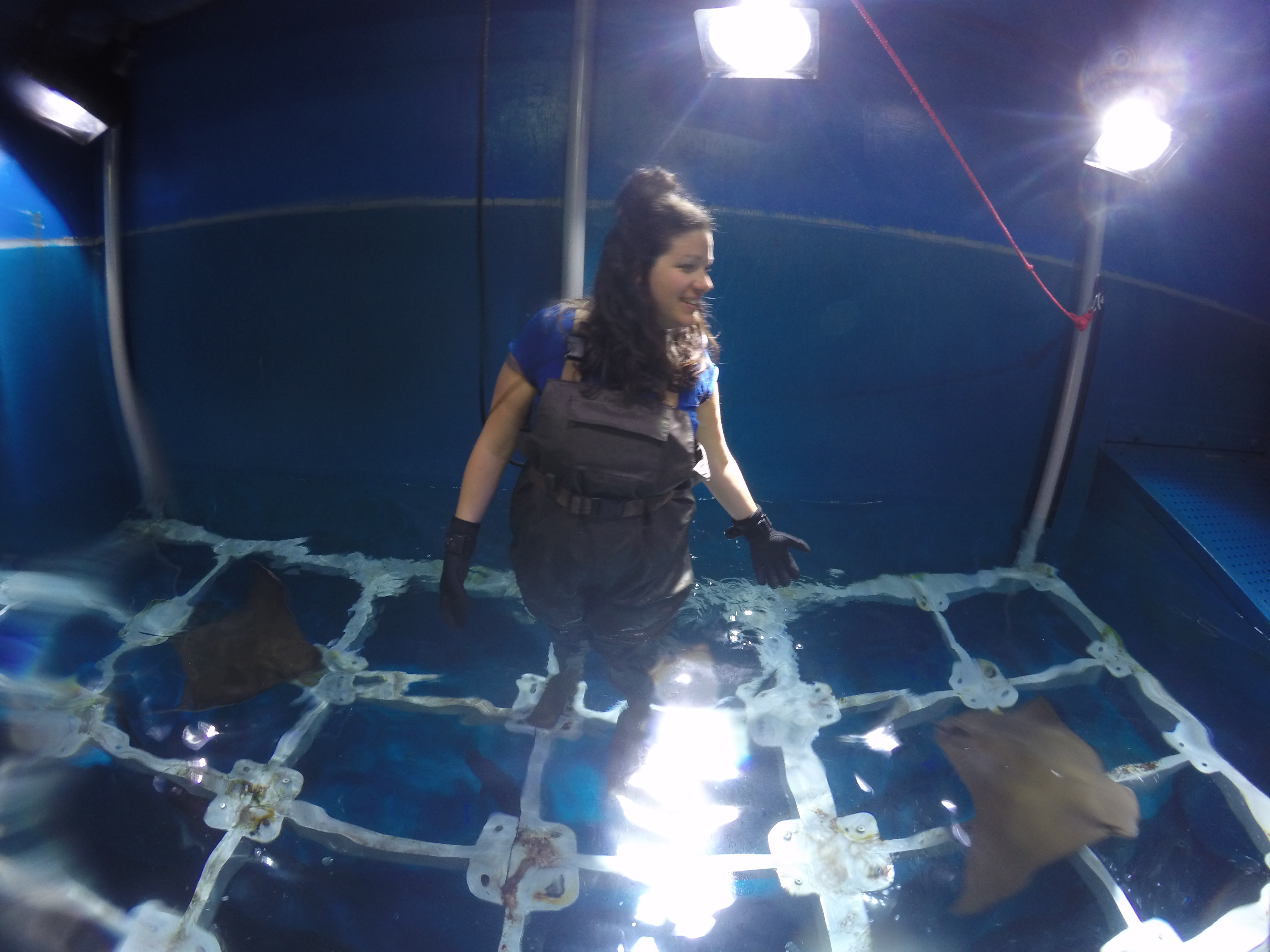 feed sting ray dubai aquarium & Underwater Zoo 
