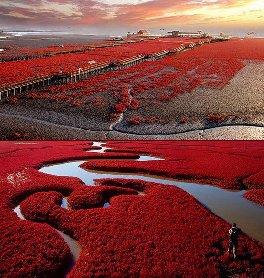 4Panjin-Red-Beach-7