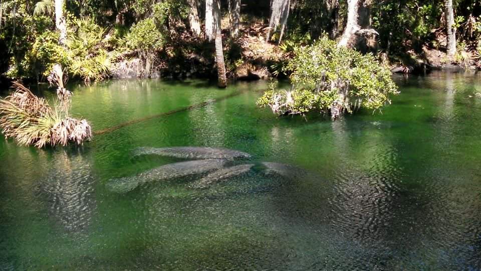 manatees swimming at blue sprins state park florida