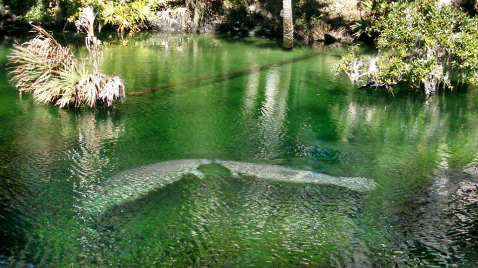 manatees at blue sprins state park florida