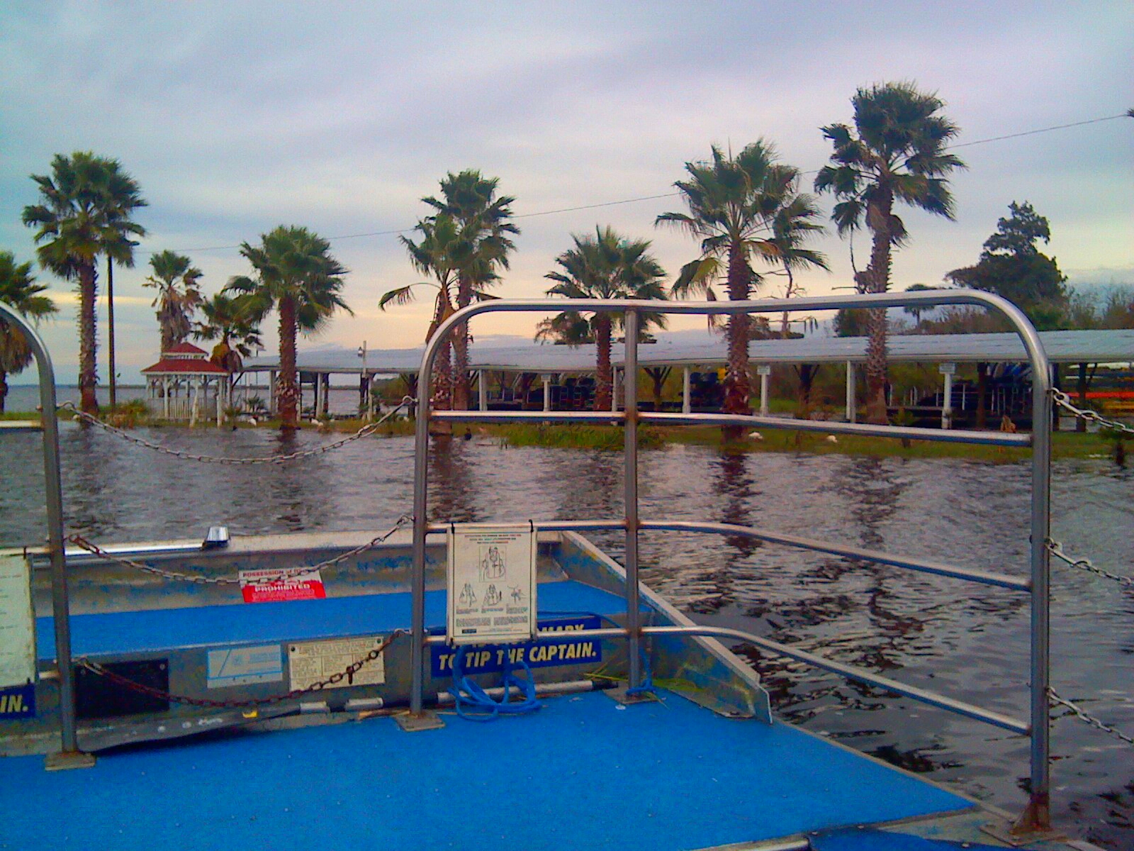 air boat ride see alligators at black hammock adventures florida