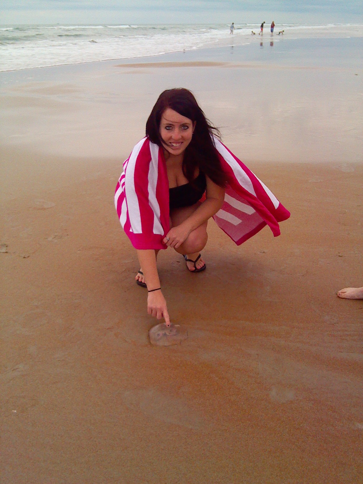 see jellyfish on beach in daytona florida
