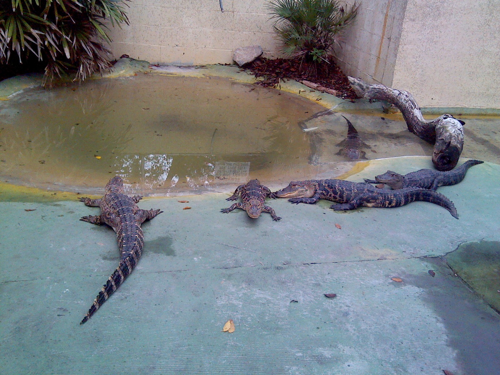 see alligators at black hammock adventures florida
