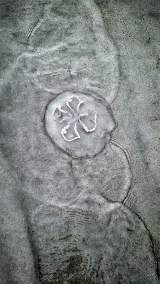jellyfish on daytona beach florida