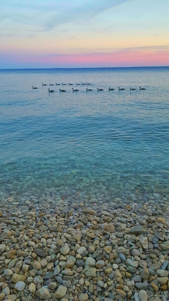 Geese in Lake Huron at sunset, Mackinac Island, Michigan