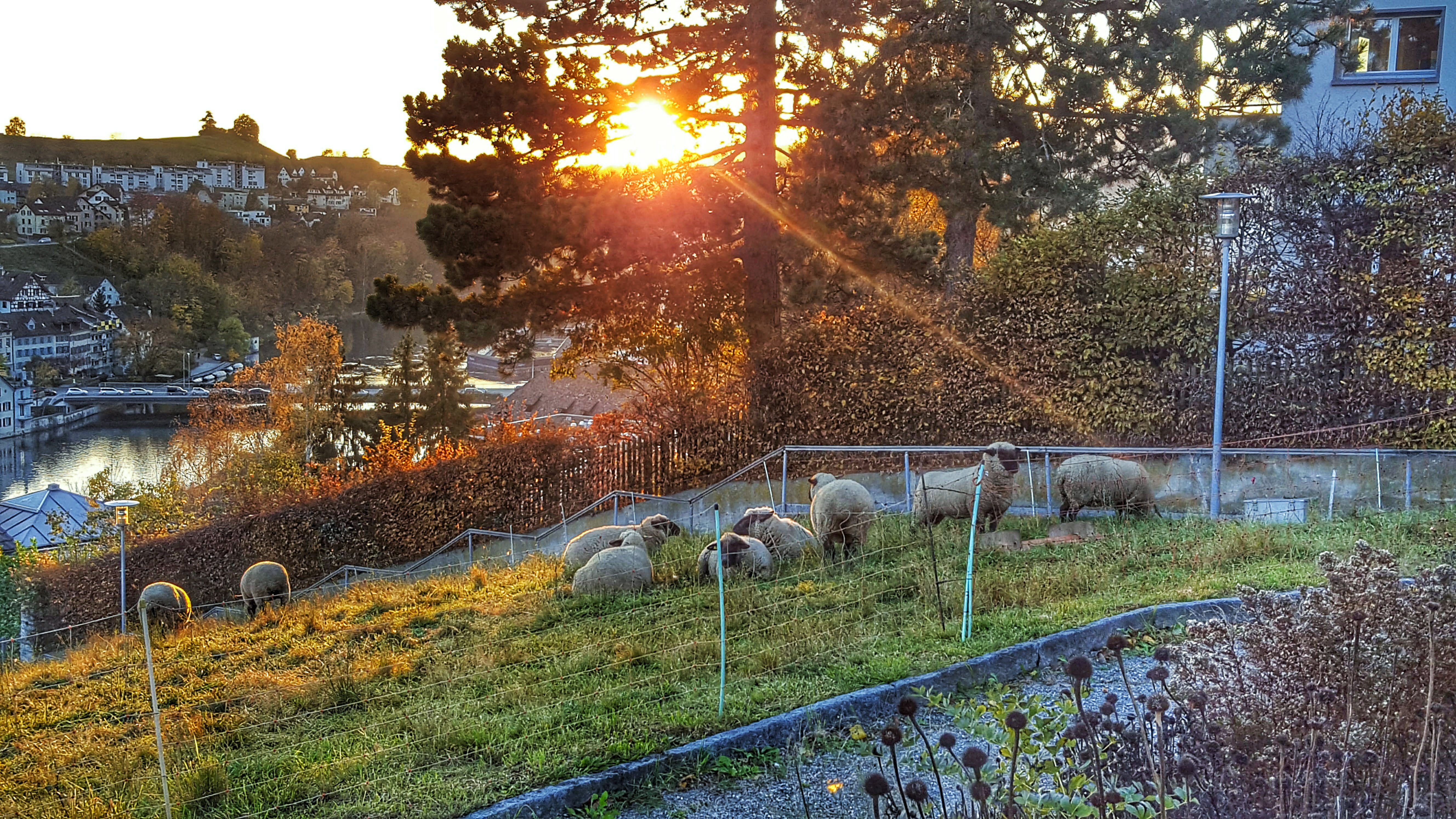 Sheep On the hillside switzerland sunset