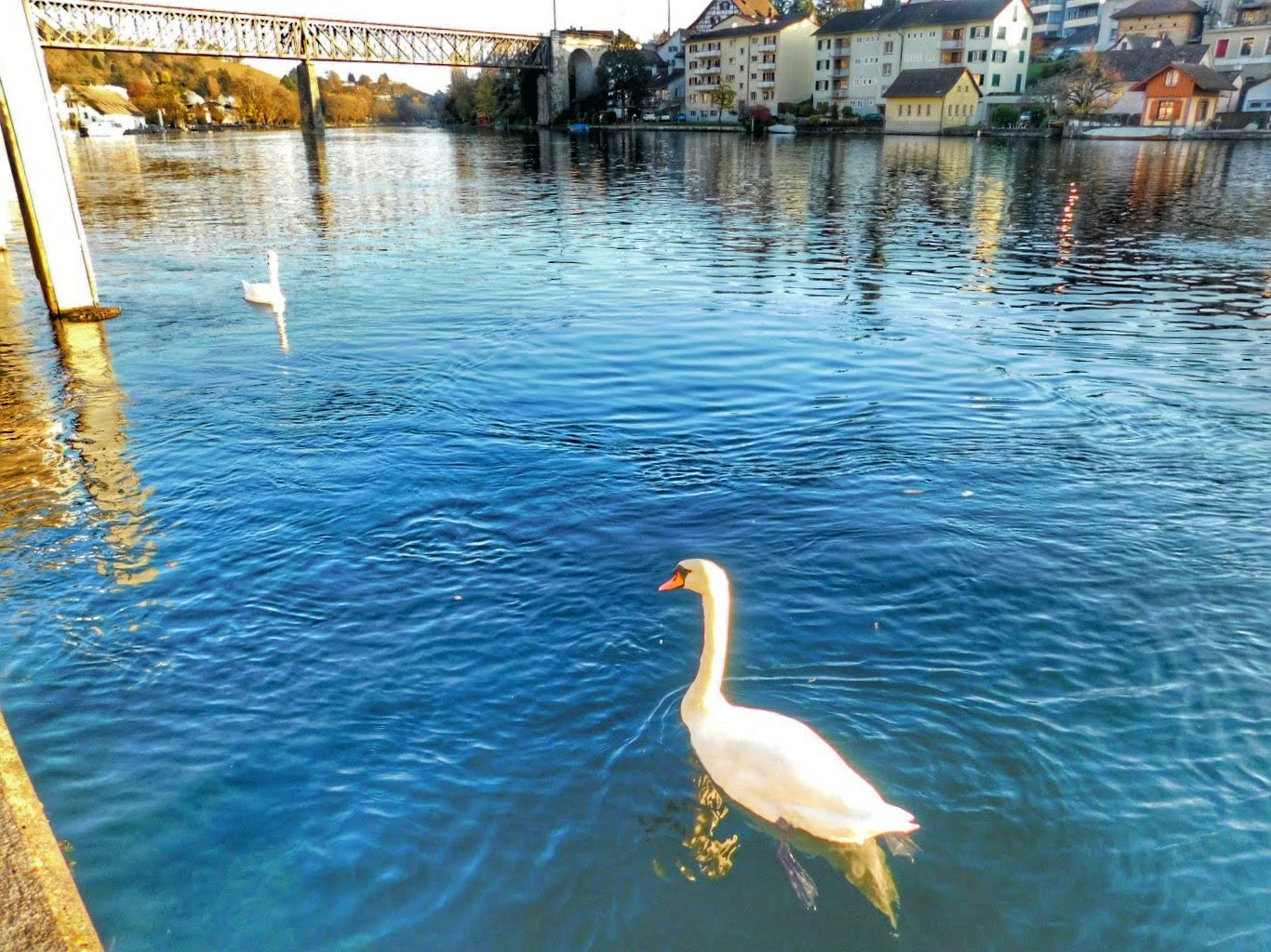 Swans on the Rhine River switzerland fall