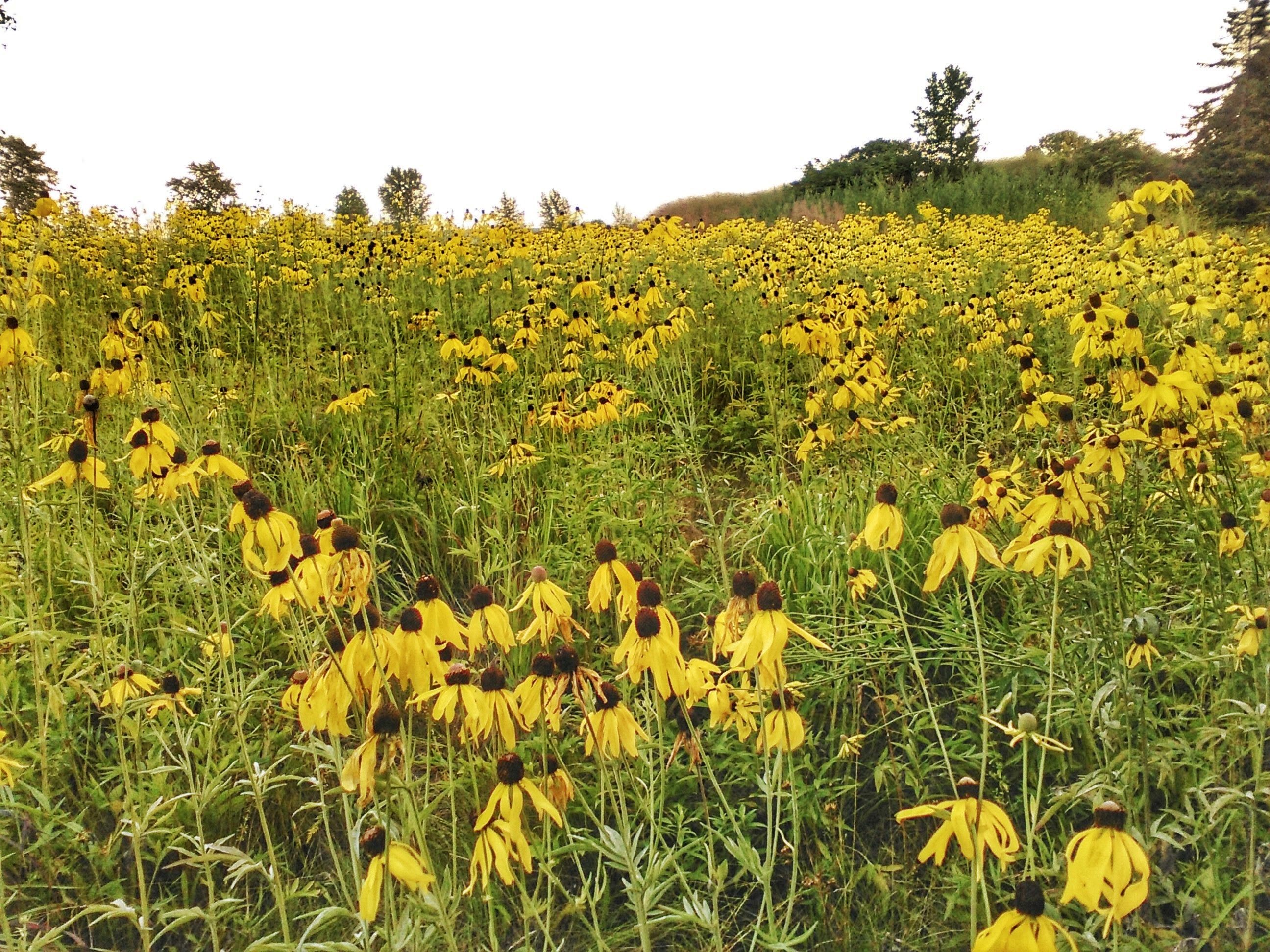 Mission Point Lawn wildflowers mackinac island michigan