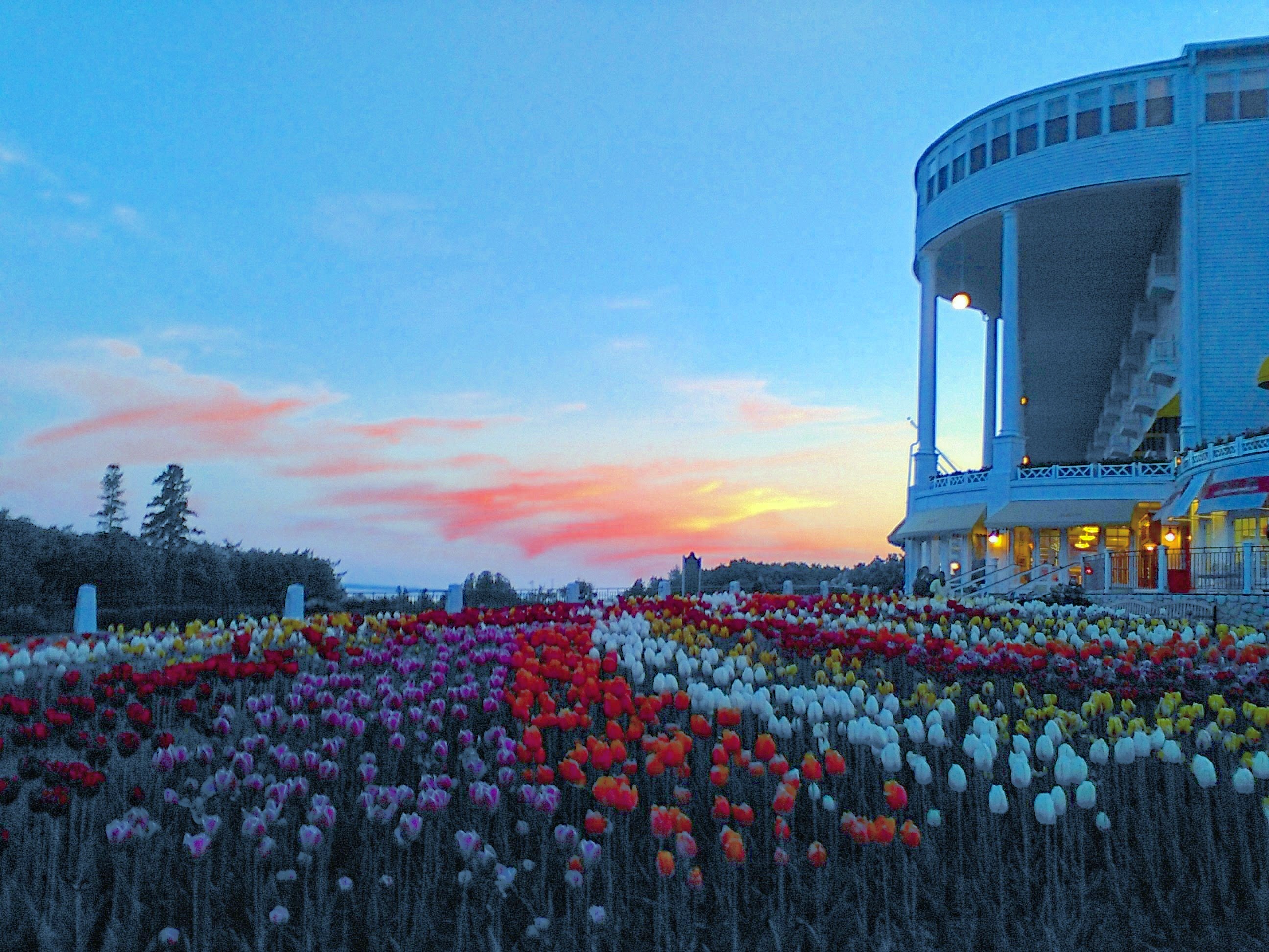 tulips at sunset grand hotel mackinac island michigan