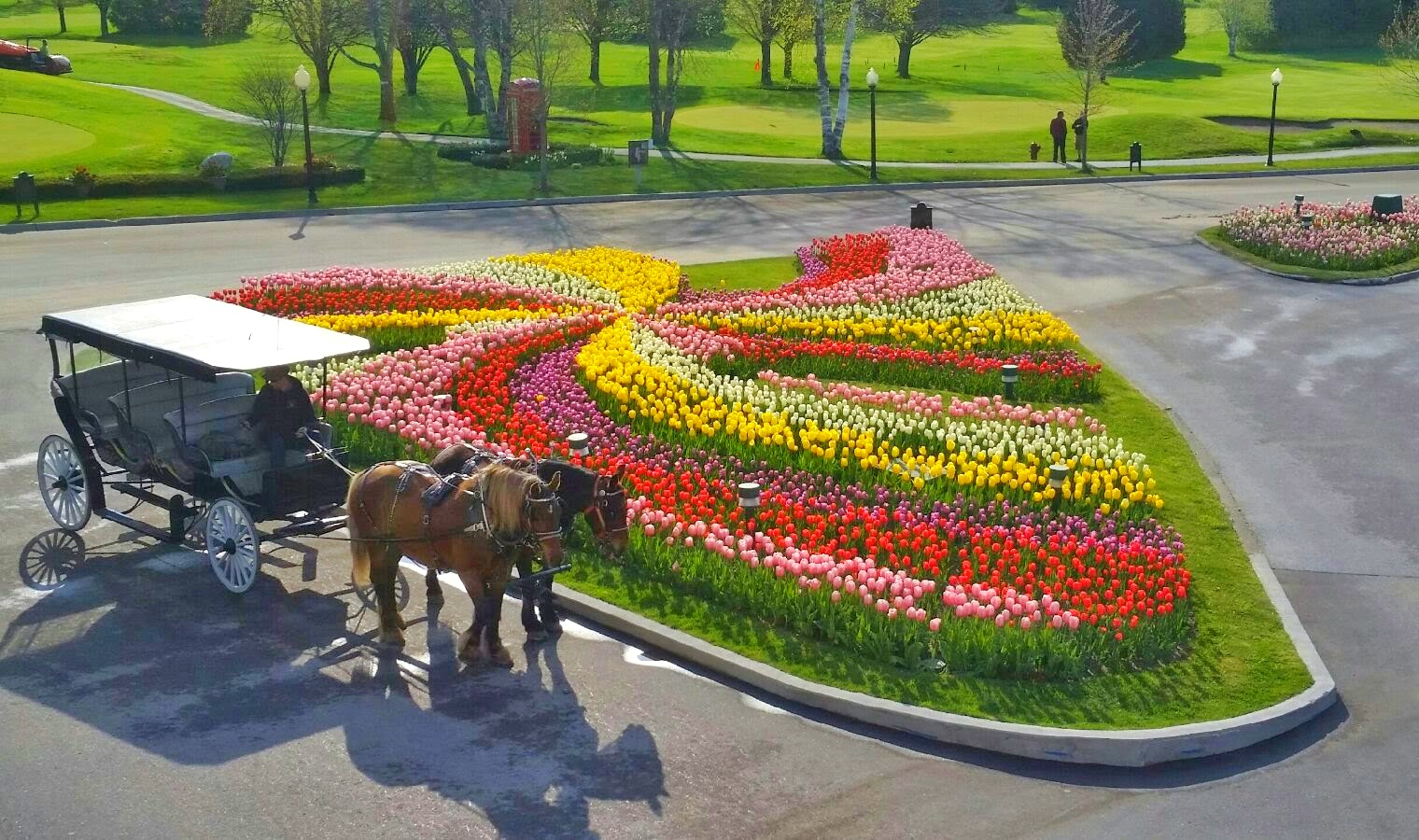 tulip time at  grand hotel mackinac island