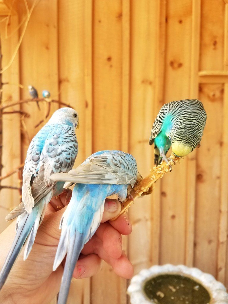 feed birds at Anderson & girls orchard stanton michigan