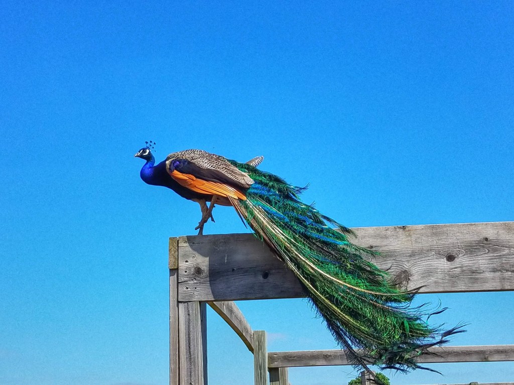 peacock at Anderson & girls orchard stanton michigan