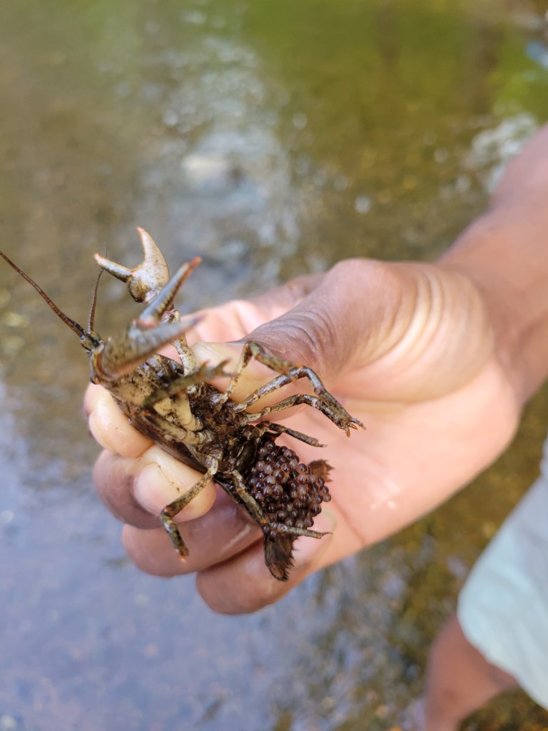 river At Lumberjack & Rivermen’s Park