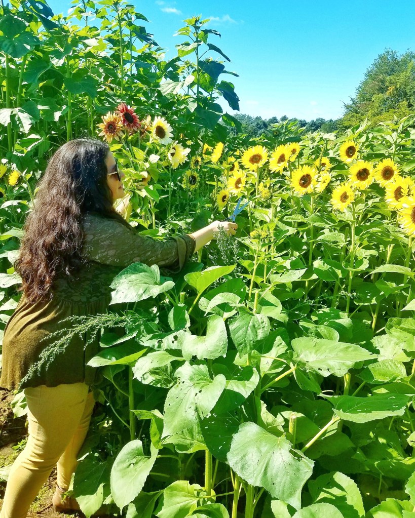 pick sunflowers at Uncle johns cider mill st. johns michigan